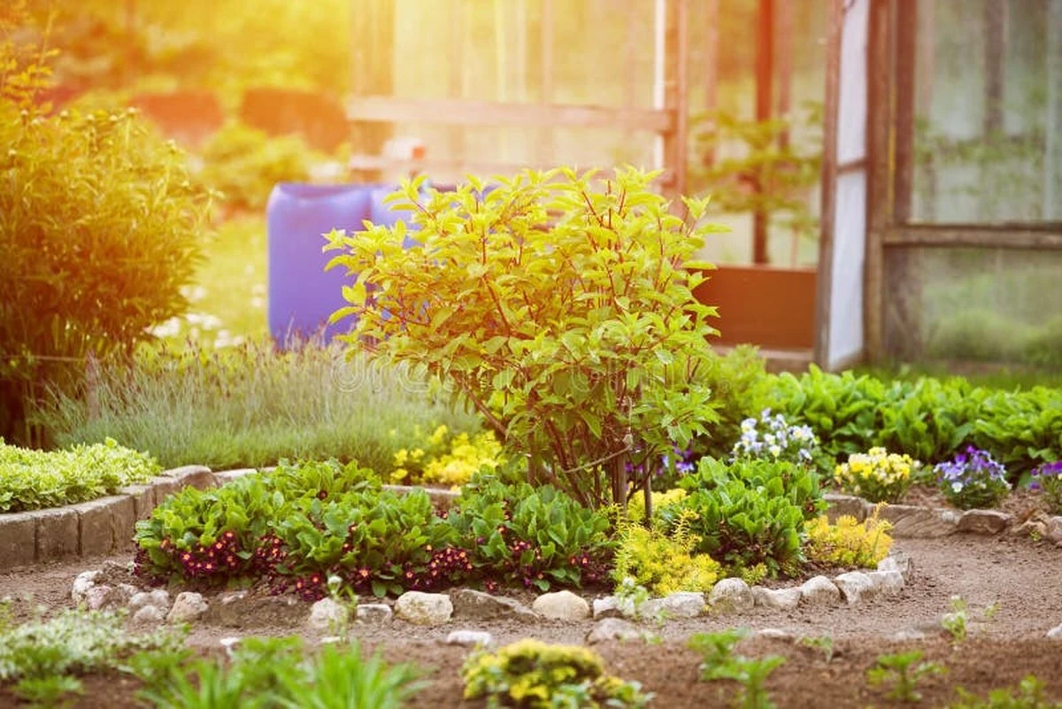 Proč dát skořici do květináčů? Zahradnický trik proti mouchám a plísním. - image 2