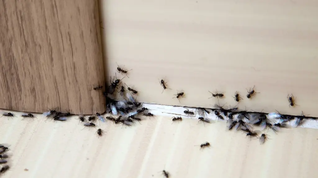 Proč dát skořici na parapety: Jednoduchý trik proti mravencům