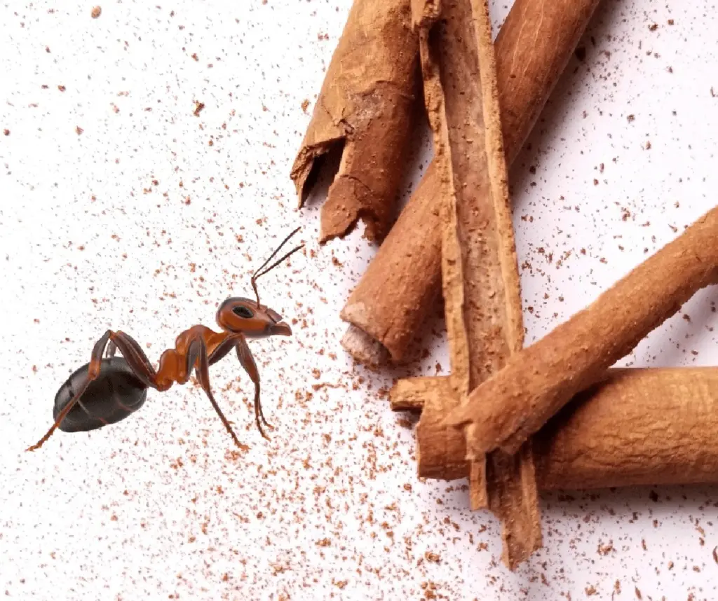 Skořice na okenním parapetu? Přirozený odpuzovač mravenců, který funguje.