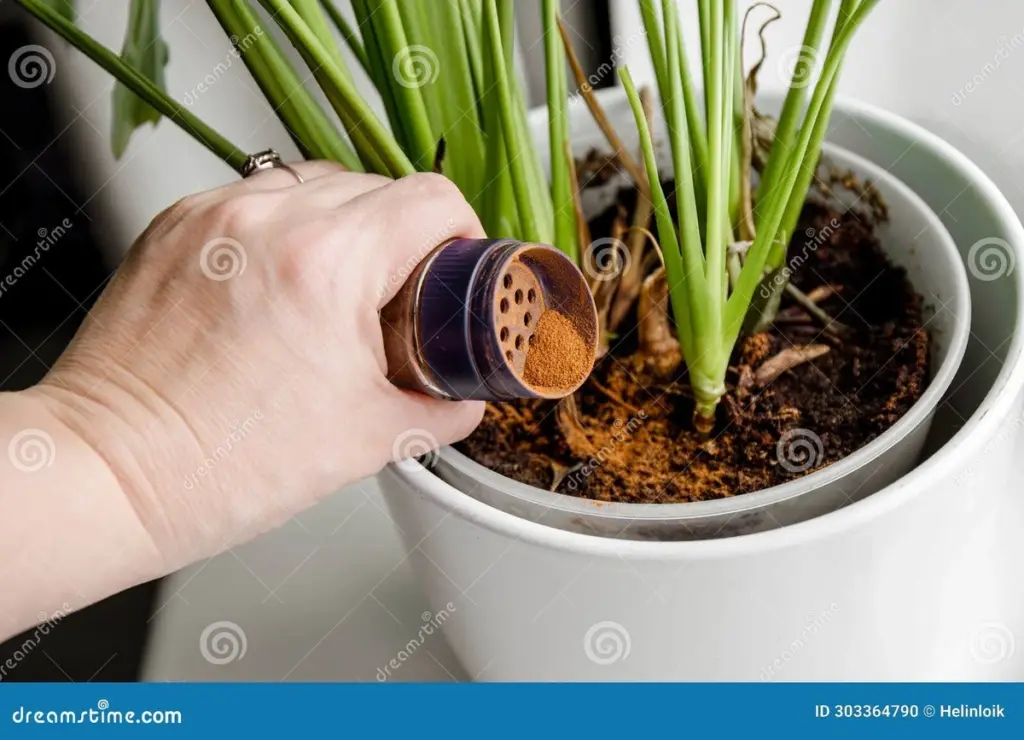 Skořice obsahuje látku, kterou mravenci nesnáší? Proč je toto koření dokonalým odpuzovačem.