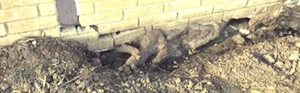 Zahradníci varují: Nikdy nesázejte tuto rostlinu blízko domu